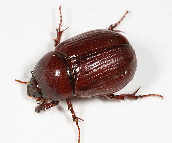 Aphonus sp.