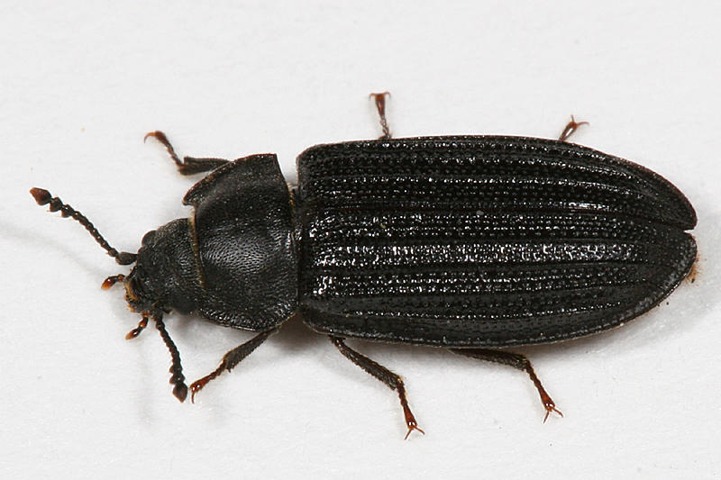 Grynocharis quadrilineata