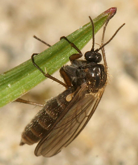 Dark-winged fungus gnat (Sciaridae).