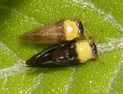 Psylloidea - Calophyidae