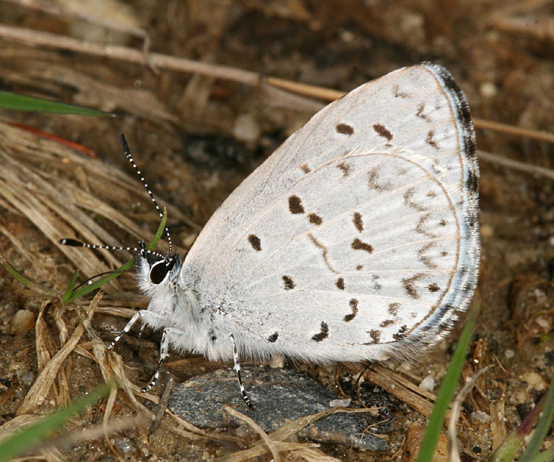Cherry Gall Azure - Celastrina serotina