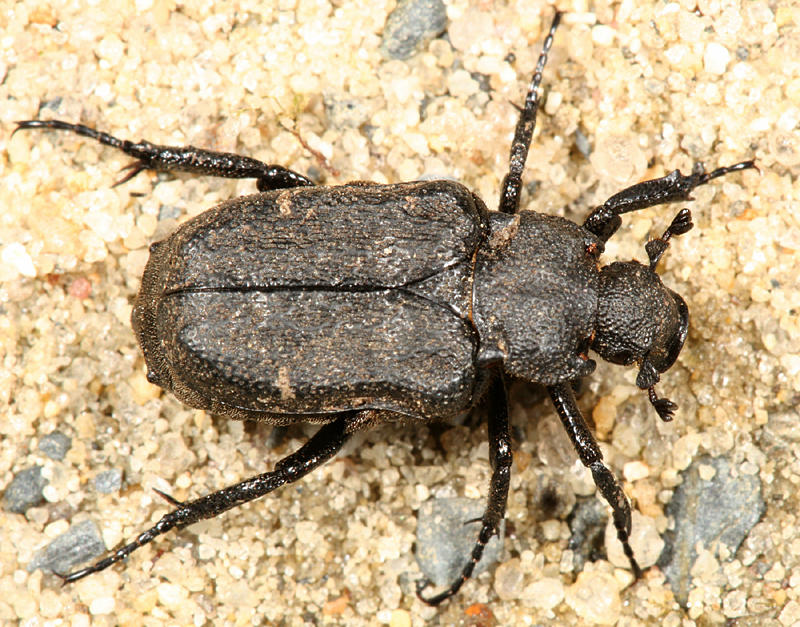 Cremastocheilus canaliculatus