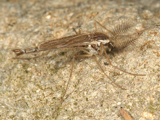 Chaoborus flavicans (male)