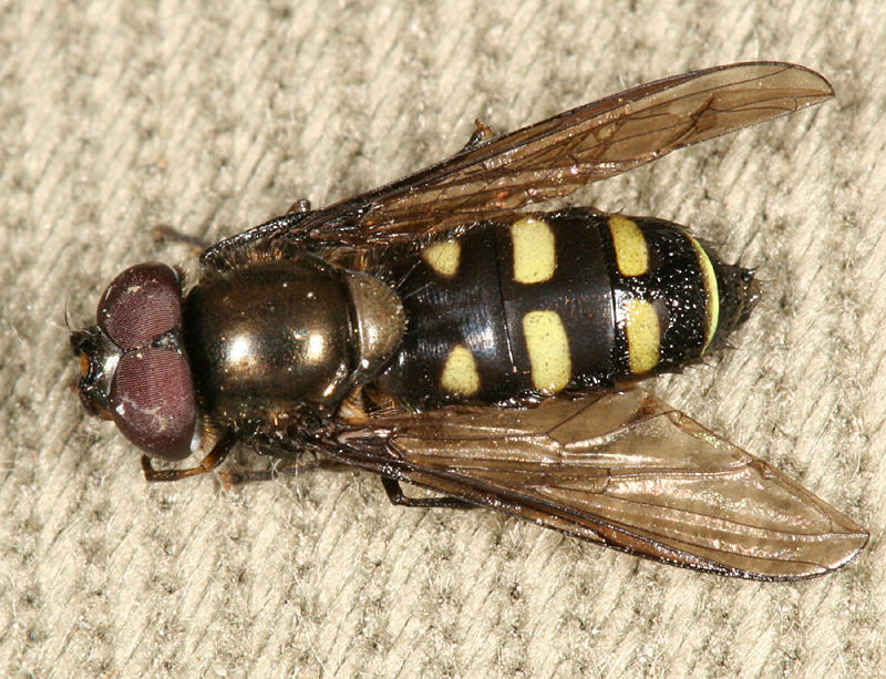 Melangyna labiatarum