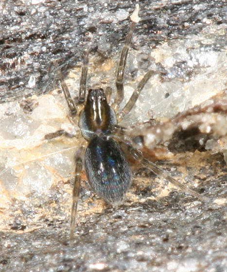 Pirata montanus