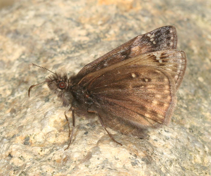 Juvenals Duskywing - Erynnis juvenalis