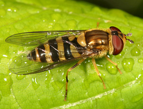 Syrphus knabi 