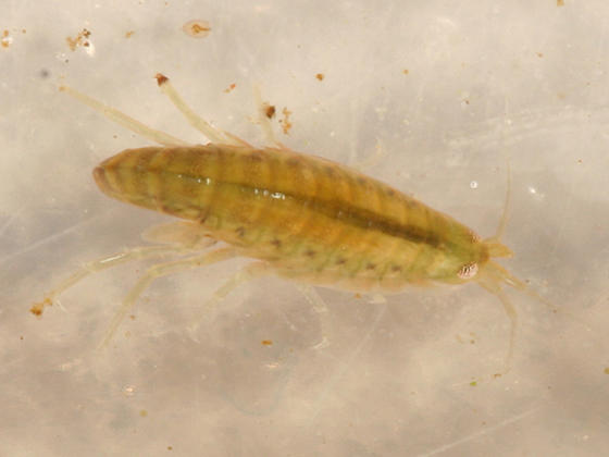 amphipod (scud)
