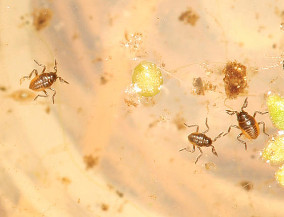 nymphs of Broad-shouldered water striders (.7mm)