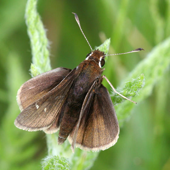 Dusted Skipper - Atrytonopsis hianna