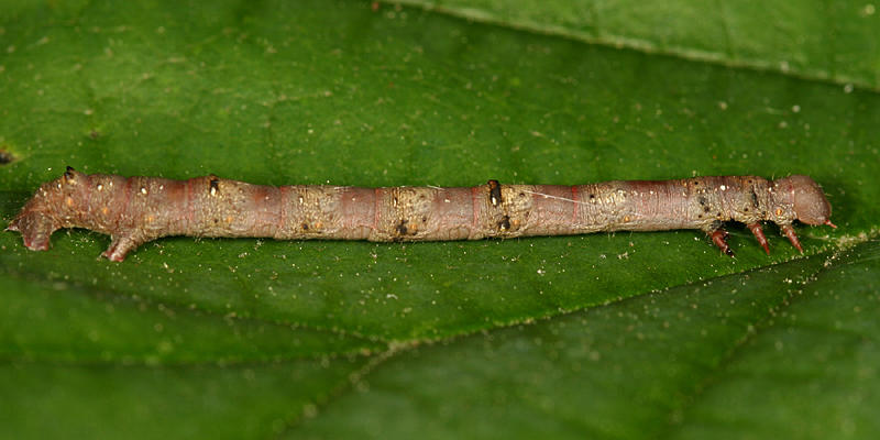 6798 - Elm Spanworm -  Ennomos subsignaria
