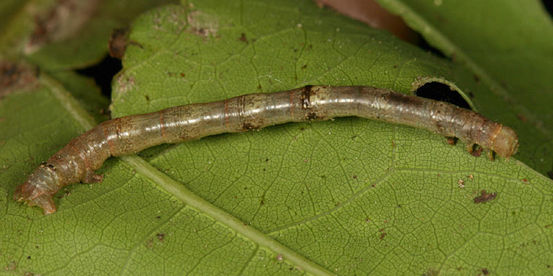 6797 - Maple Spanworm - Ennomos magnaria