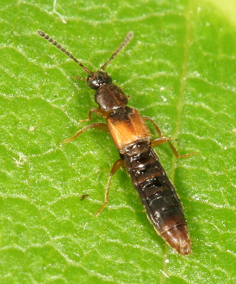 Dinaraea angustula