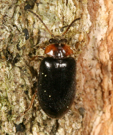 Exneria ruficollis