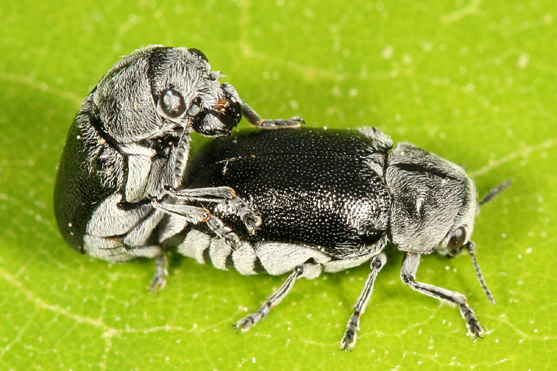 Coleothorpa dominicana