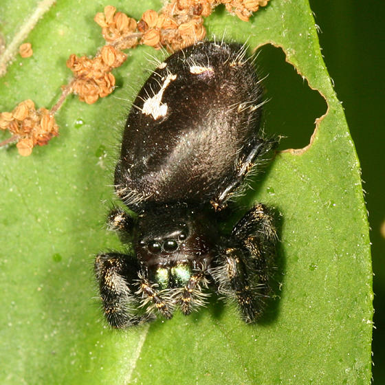 Phidippus audax