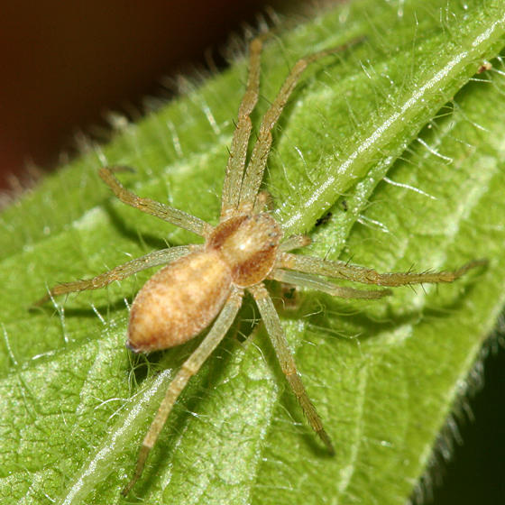  Running Crab Spider - Philodromidae