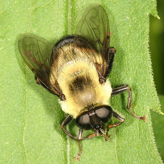 Syrphidae - Eristalinae - Eristalini - Mallota posticata