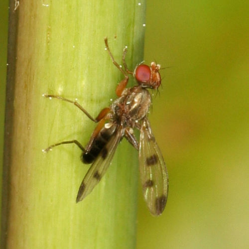 Opomyzidae - Geomyza tripunctata