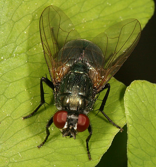 Eudasyphora sp.