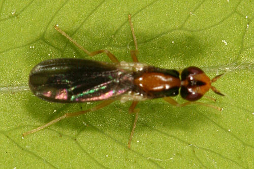 Rust Fly - Psilidae - Psila collaris