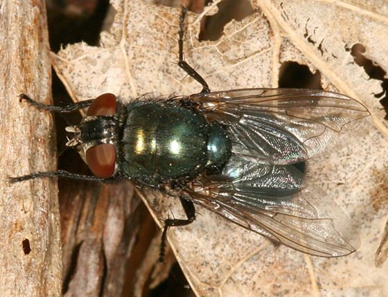 Black Blow Fly - Phormia regina