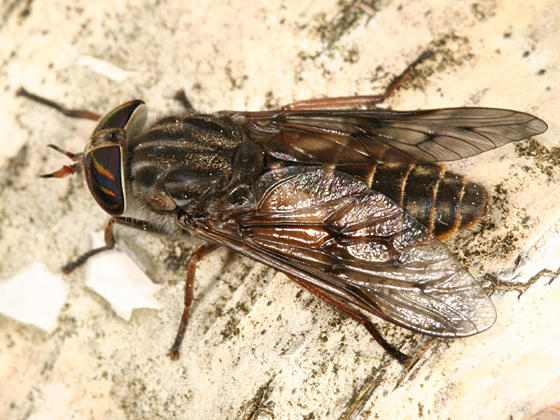 Hybomitra lasiophthalma