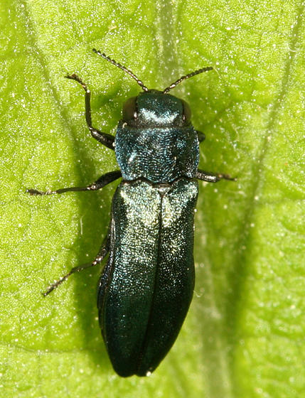 Metallic Wood-boring Beetle - Buprestidae - Agrilus cyanescens