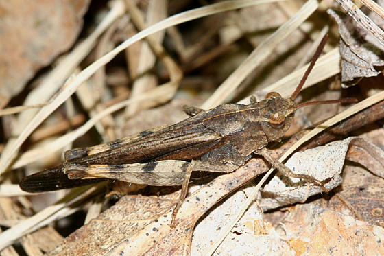 Northern Green-striped Grasshopper - Chortophaga viridifasciata