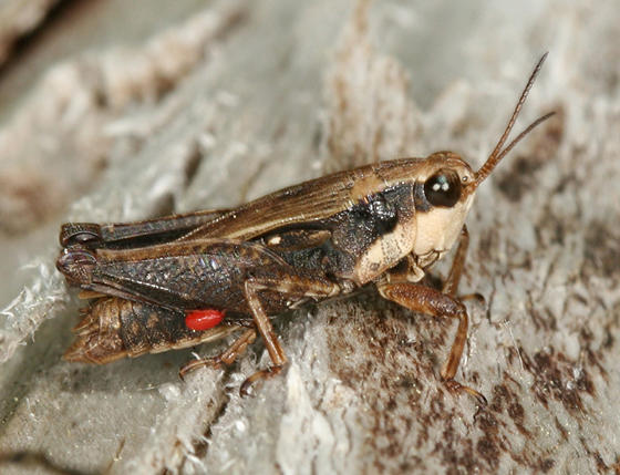 Black-sided Pygmy Grasshopper - Tettigidea lateralis and Mite - Acari