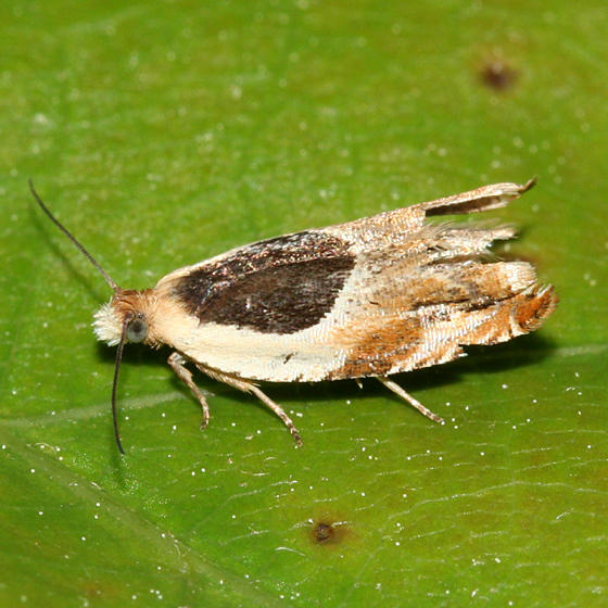 3367 -- Burgess Ancylis Moth -- Ancylis burgessiana