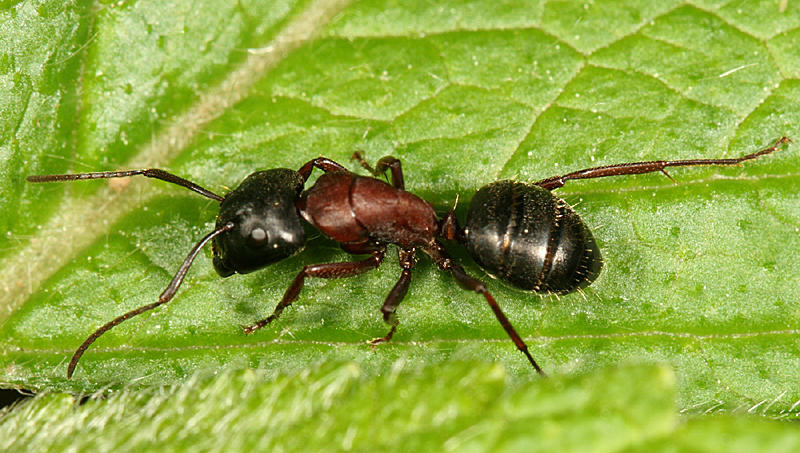 Carpenter Ant  - Camponotus noveboracensis