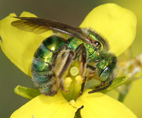 Halictidae - Augochlora pura