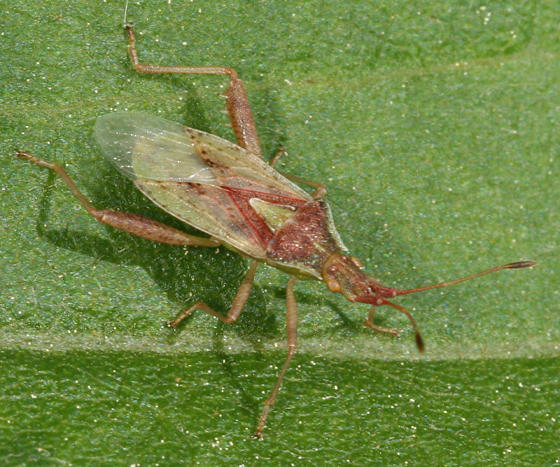  Scentless Plant Bug - Rhopalidae - Harmostes reflexulus