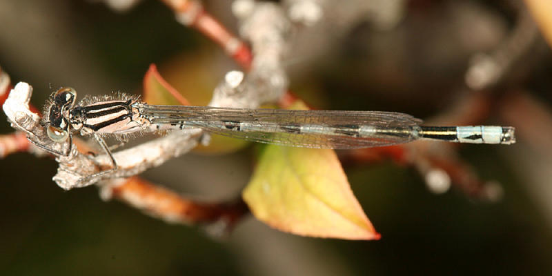 New England Bluet - Enallagma laterale