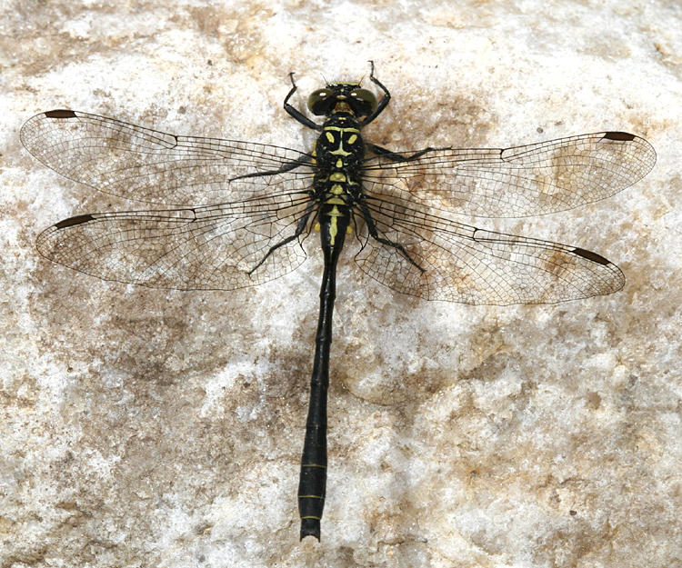 Northern Pygmy Clubtail - Lanthus parvulus