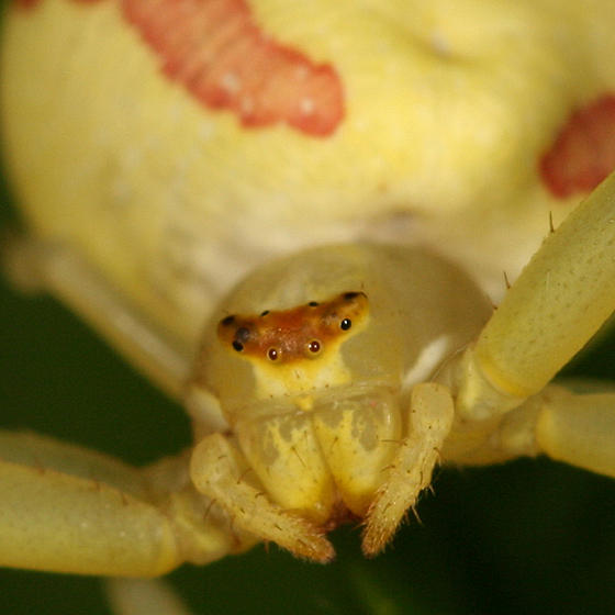 Goldenrod Crab Spider - Misumena vatia