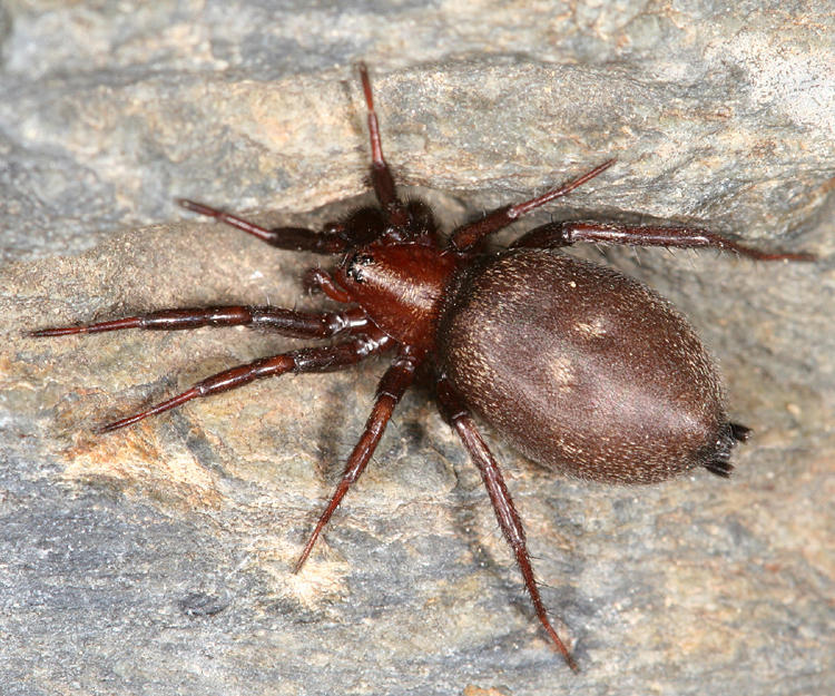 Callilepis sp.