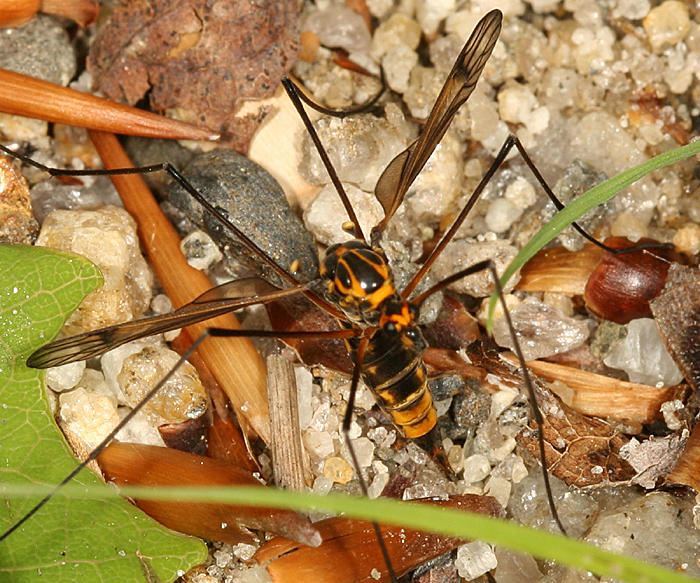 Nephrotoma lugens