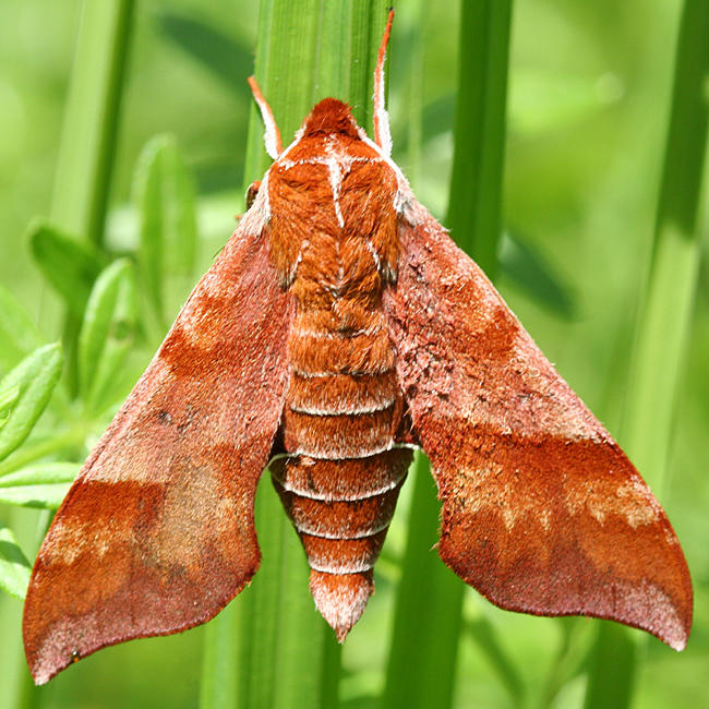 7886 - Azalea Sphinx - Darapsa choerilus