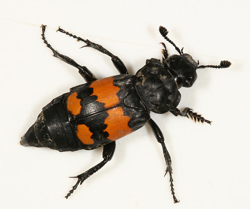 Nicrophorus hebes