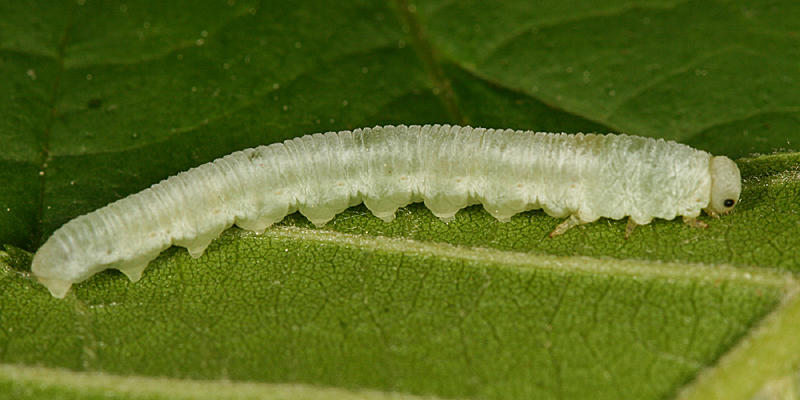 Monsoma pulveratum/inferentium