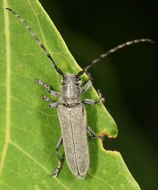 Saperda inornata