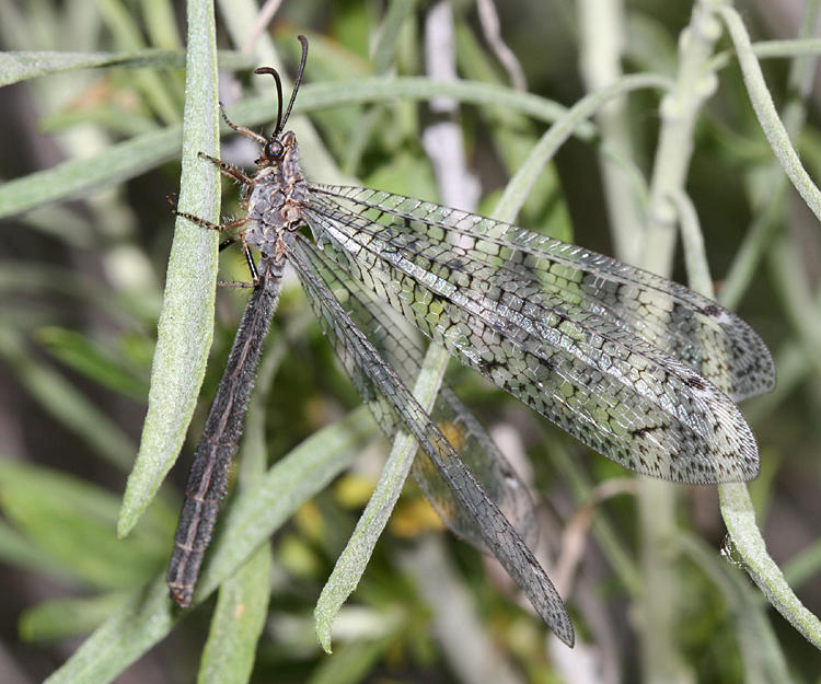  Antlion - Myrmeleontidae