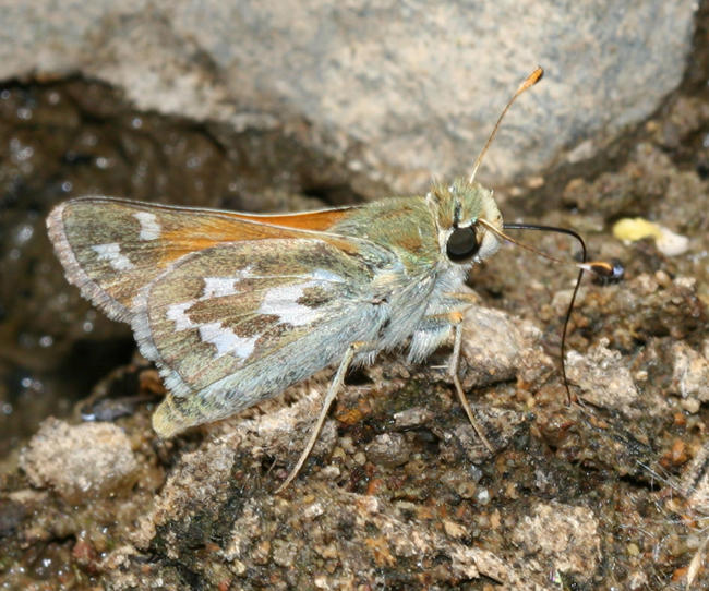 Western Branded Skipper - Hesperia colorado