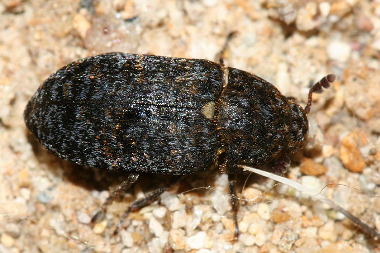Dermestes talpinus