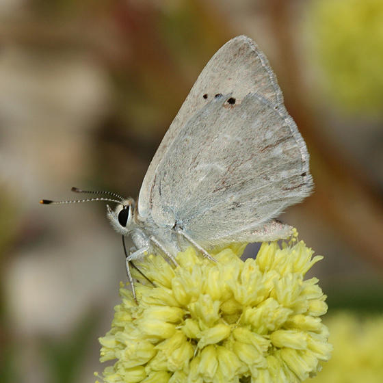 Boisduvals Blue - Plebejus icarioides