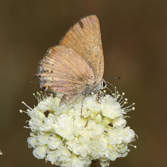 Nelsons Cedar Hairstreak - Callophrys gryneus nelsoni