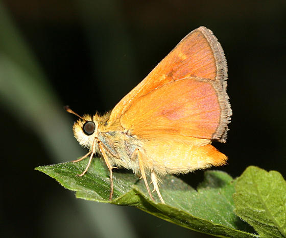 female Rural Skipper - Ochlodes agricola