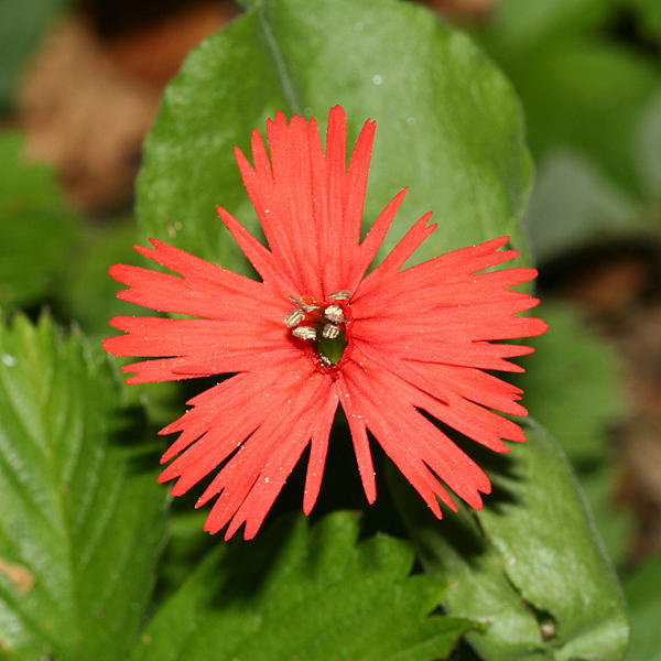 Cardinal Catchfly - Silene laciniata